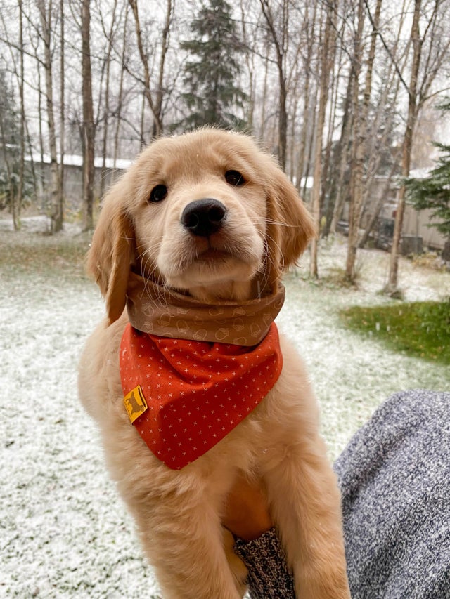 Alaska Fish Dog Bandana